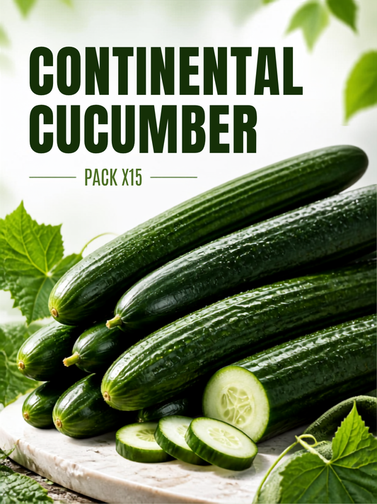 CONTINETAL CUCUMBER PKG*15PCS (Dragon)